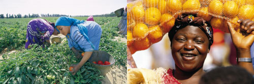 Figur 7.5 Grønn revolusjon i Afrika: Yara har vært
tilstede i Afrika i 25 år. Yara legger stor vekt på kunne veilede
matprodusentene i Afrika med et helhetlig faglig program både
mht jordarbeiding, riktige driftsformer i landbruket, riktig bruk
av mine...