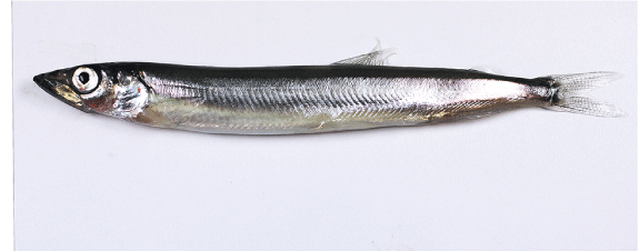 Figur 4.19 Lodde