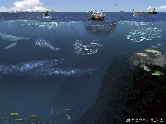 Figur 4.23 Økosystemet i Norskehavet