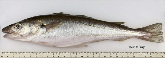 Figur 4.49 Kviting