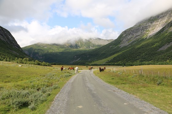 Hest som går fritt og beitar i Herdalen.