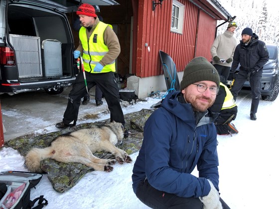 Elgå-ulven flyttast