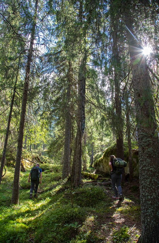 Østmarka