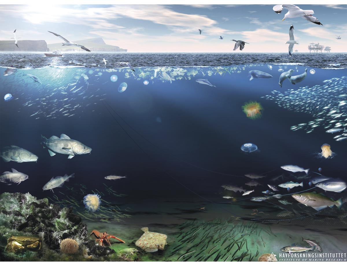 Figur 4.35 Økosystemet i Nordsjøen og Skagerrak
