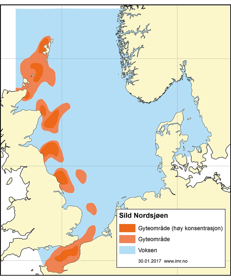 Figur 4.38 Utbreiingsområde og gyteområde for nordsjøsild