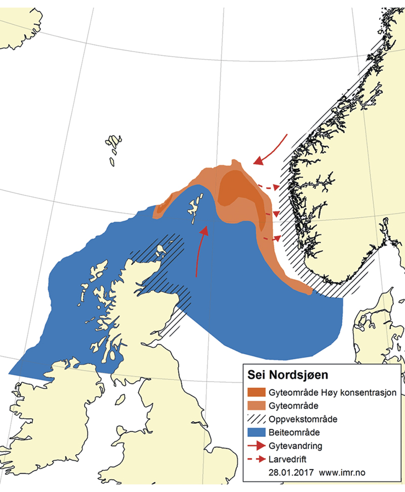 Figur 4.41 Utbreiingsområde og gyteområde for sei i Nordsjøen, Skagerrak og vest av Skottland