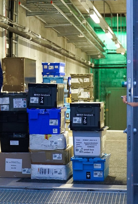 79 new seed boxes have just arrived in the entrance of the Seed Vault, waiting to be put in place on the shelves inside the facility. 