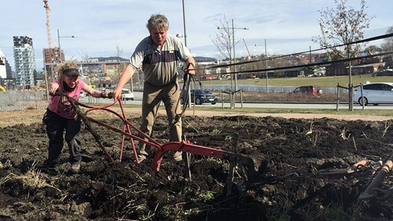 Bonde Jens Peder Nielsen og elev fra Natur videregående skole bak plogen.