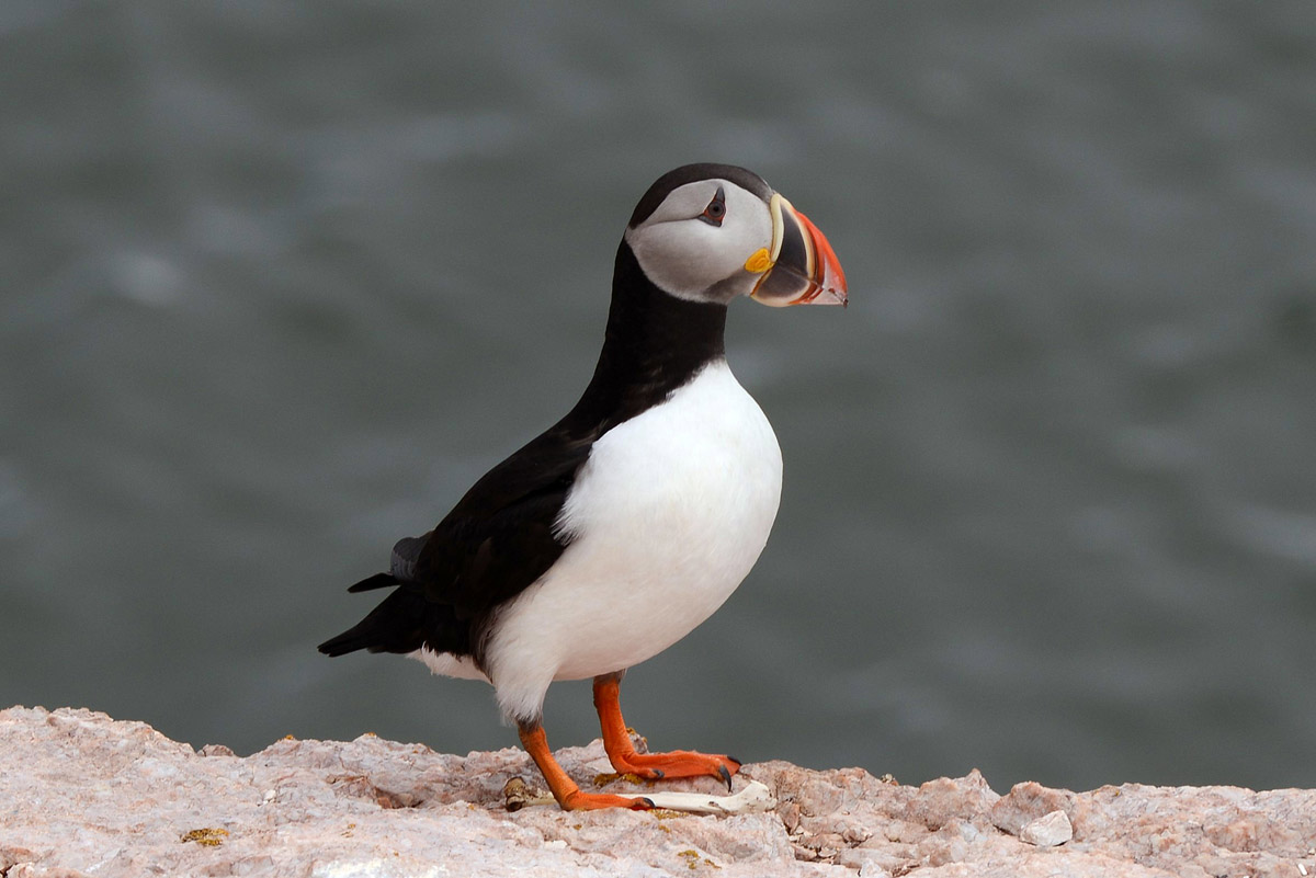 Figure 3.3 Puffin.