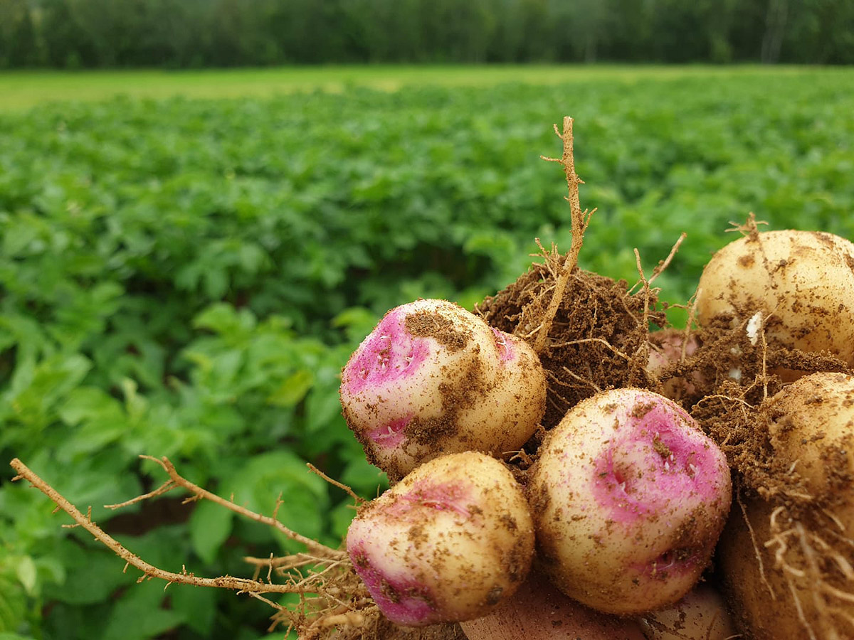 Figure 6.5 One potato, two potato