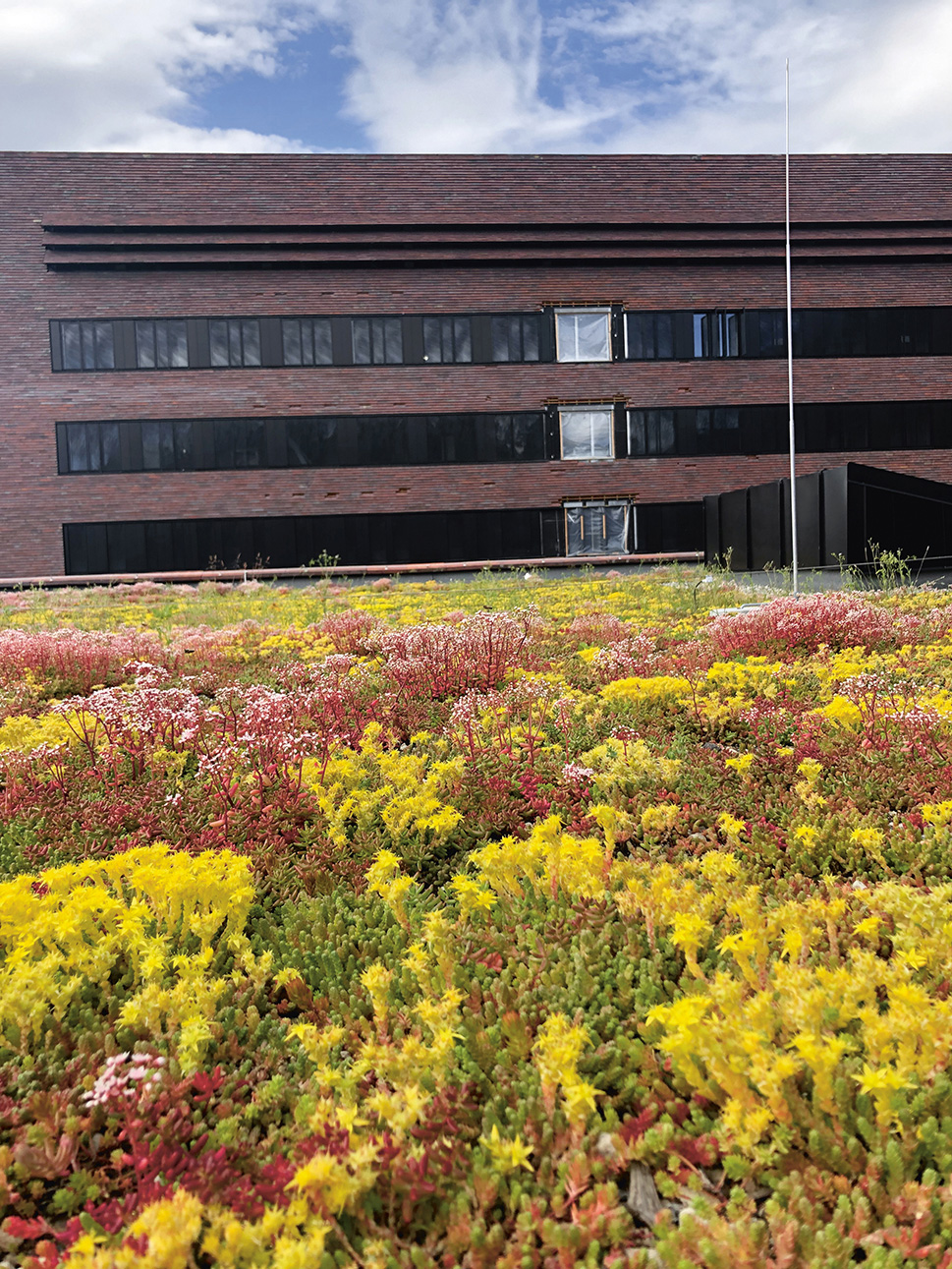 Figur 6.4 Sedumtak på Campus Ås.