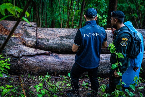 Interpol