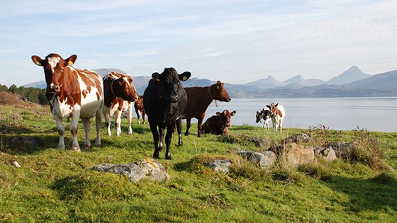 Skei og Skeisnesset i Nord-Trøndelag