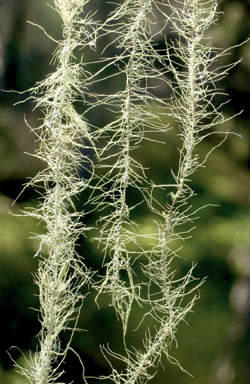 Figur 11.2 Huldrestry 
(Usnea longissima)
 , rødlistet
 art i gammel skog. Det sentrale siktemålet med lovforslaget
 er å bidra til bevaring av naturen. Slik Grunnloven sier
 det, er det en rett for den enkelte borger i Norge at vi har ”en
 natur hvis man...