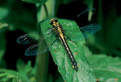 Figur 13.1 Klubbeelveøyenstikker
(
Gomphus vulgatissimus
)