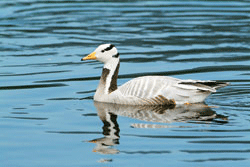 Figur 13.4 Stripegås (
Anser indicus
 )
 opprinnelig fra Asia.