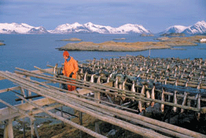 Figur 13.5 Det høstes av 80 fiskearter langs hele norskekysten
med havområder. Nitti prosent av det norske fisket foregår
på bestander som er delt med andre land. Norsk-arktisk
torsk (skrei) er utbredt langs hele kysten til Russland med hovedmengde
nord...