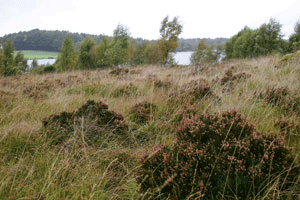 Figur 15.2 Forskere anbefaler at det fremtidige vernearbeidet bl.a. må prioritere
kulturlandskapets natur- og vegetasjonstyper som kystlynghei og
seminaturlige gressmarker. Her kystlynghei fra Stavangertraktene.