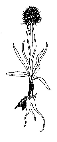 Figur 17.3 Sølendet naturreservat har en rik orkideflora, bl.a.
Skandinavias største forekomst av svartkurle (
Nigritella nigra
).