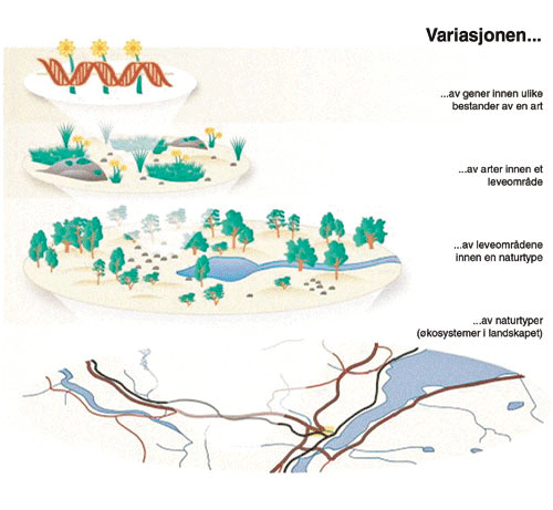 Figur 4.2 Biologisk mangfold (=biomangfold=biodiversitet=livsmangfold):
jordens variasjon av livsformer (planter, dyr og mikroorganismer)
og deres arvestoff, og samspillet mellom livsformene og det ikke
levende miljø. Kan deles inn i mangfold av naturtyp...