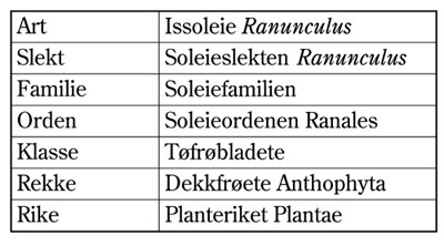 Figur 4.3 Det taksonomiske system og begrepet art, her illustrert ved
arten issoleie. Grunnleggeren av dette systemet var den svenske
botanikeren Carl von Linné (1707-1778). Han innførte systemet
gjennom sitt verk ”Systema naturae” publisert
i 1735, me...