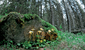 Figur 7.5 Gammel skog. Olavstake
(Moneses uniflora)
.
Døde trær i ulike stadier av nedbrytingen er en
viktig faktor for å opprettholde det biologiske mangfoldet
i skog. Å bevare skog med lang kontinuitet, spesielle biotoper,
gamle og store trær og ...