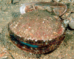 Figur 8.3 I haneskjell
(Chlamys islandica)
er
det funnet et stoff som dreper sykdomsfremkallende bakterier. Dette
stoffet kan bli viktig som medisin for mennesker og i næringsmiddelindustrien
som konserveringsmiddel.