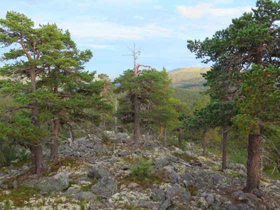 Urskog av furu