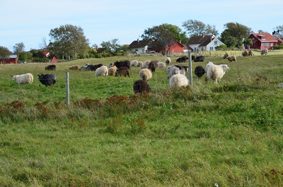 Villsau på Stråholmen.