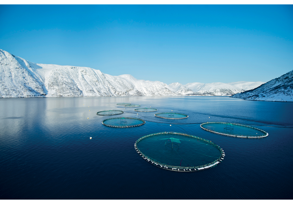 Figure 5.3 The Norwegian aquaculture industry has grown significantly since the 1970s. Norway is the world’s largest producer of sea-farmed fish. The picture shows cages used in the production of salmon.