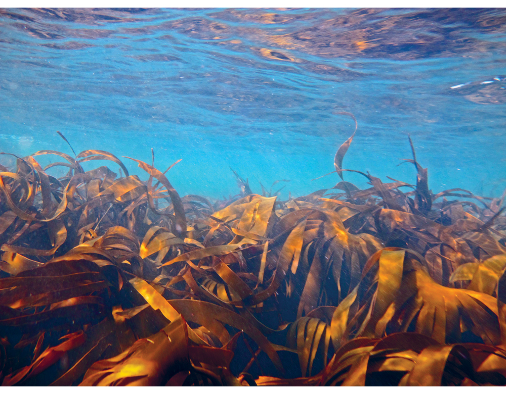 Figure 6.5 Cuvie is one of the most common kelp species in Norway.