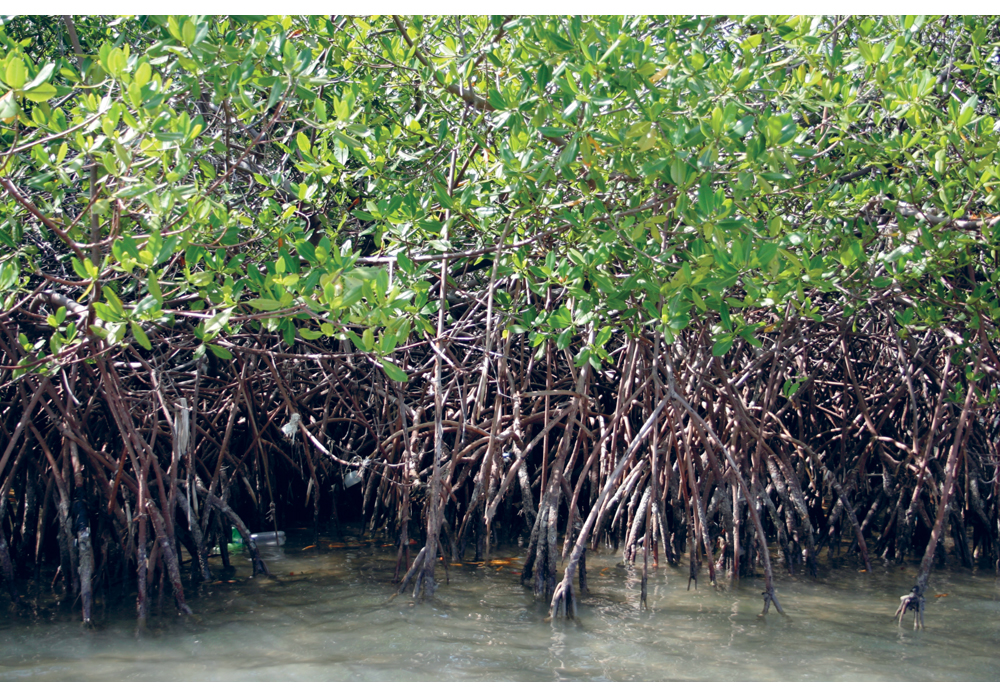Figure 7.1 The UN Environment Programme promotes the management of natural resources along the coast of Haiti. Rehabilitation of mangrove forests is one of many focus areas.