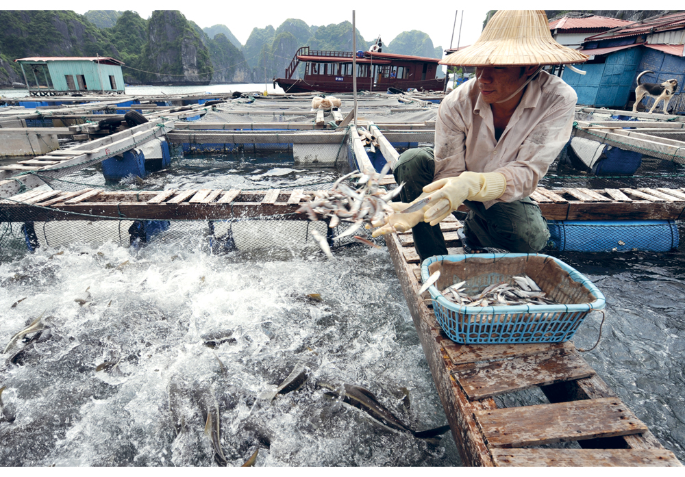 Figure 7.5 Aquaculture at Halong Bay, Vietnam.