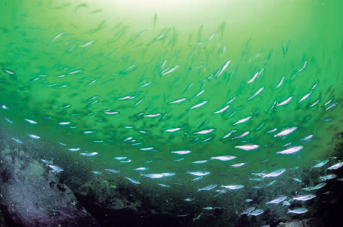 Figure 3-3.EPS A school of herring, one of the key species in the Norwegian
Sea