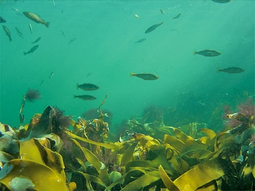Figure 3-6.EPS Fish swimming above a kelp forest