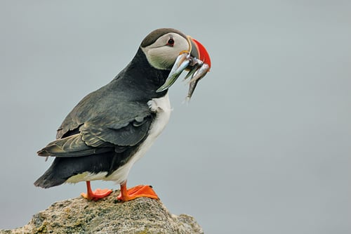 Figure 3-8.EPS Puffin carrying herring
