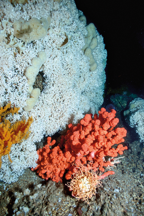 Figure 5-1.EPS Corals