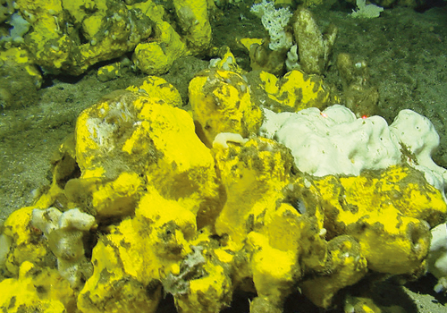 Figure 5-2.EPS Sponges