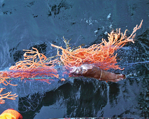 Figure 5-3.EPS Branching corals are very vulnerable to fishing with gill nets.
They can easily become entangled in the meshes, like the gorgonian
coral shown here. The fish shown is a tusk.