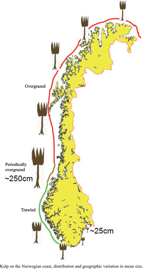 Figure 5-4.EPS Distribution of Laminaria hyperborea along the Norwegian coast
and geographical variation in average size