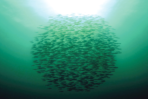 Figure 9-1.EPS Shoal of saithe