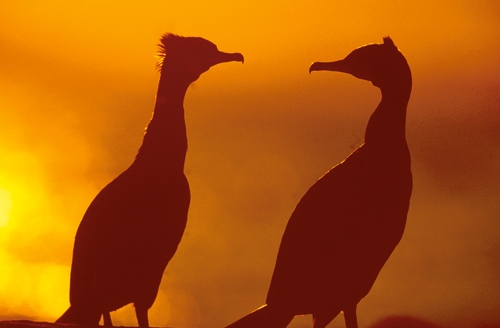 Figure 9-2.EPS Cormorants