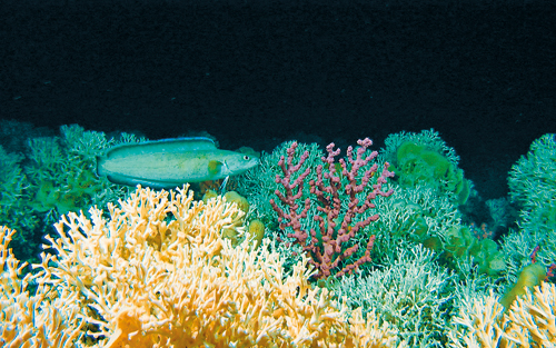 Figure 9-3.EPS Corals