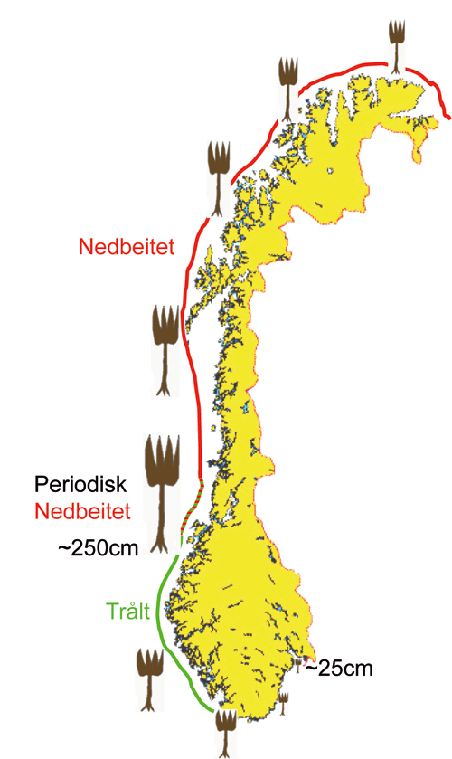 Figur 5.4 Stortare langs Norskekysten, utbredelse og geografisk variasjon
i gjennomsnittsstørrelse