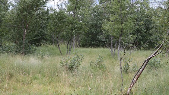 Innmarksbeiter kan bli aktuelle for planting av klimaskog.