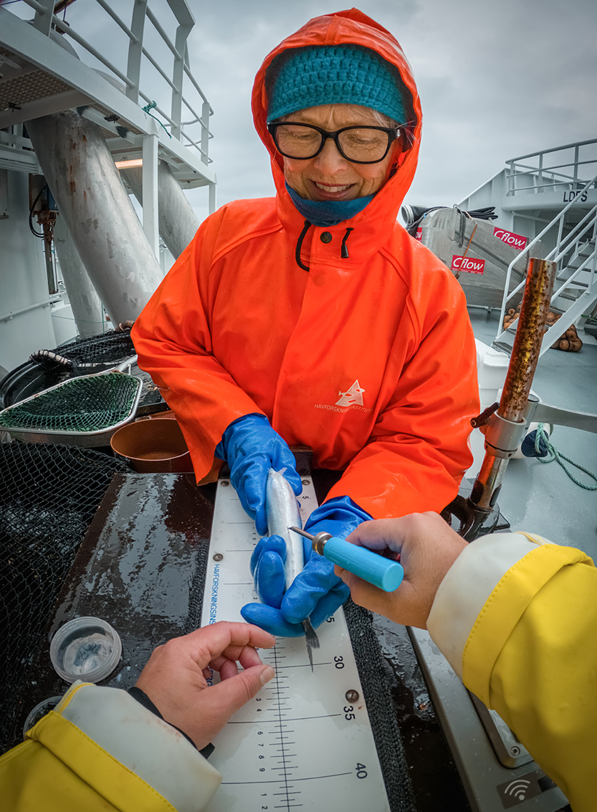 Figur 2.4 Lisbeth Kleppe held makrellen som toktleiar Merete Kvalsund merkjer på makrellmerkjetoktet om bord på «Fiskebas» i mai 2022.