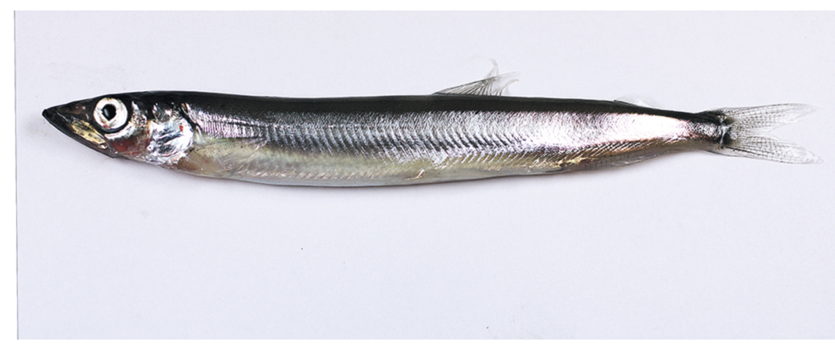 Figur 4.20 Lodde