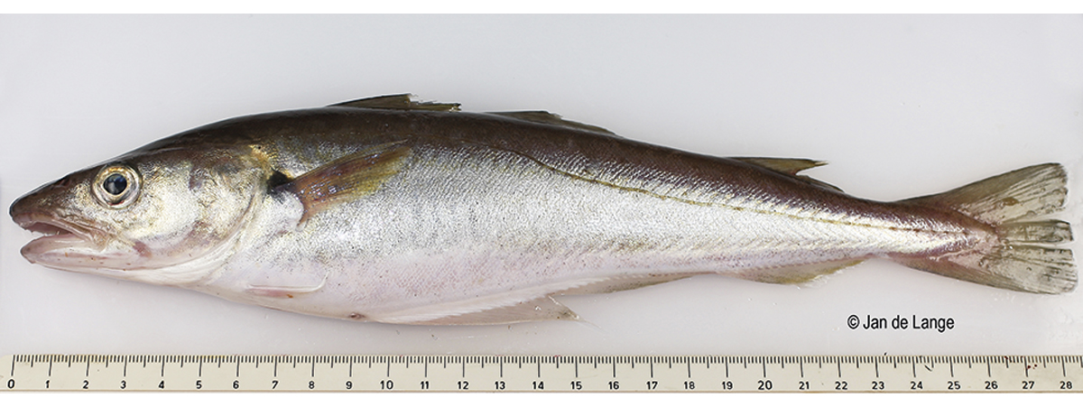 Figur 4.50 Kviting