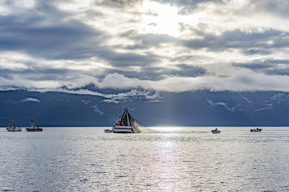 Figur 5.12 Brislingfiske i Sognefjorden.