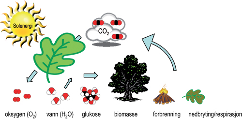 Figur 4.1 Ved bruk av solenergi, vann og næringsstoffer
tar plantene gjennom fotosyntesen opp CO2 og omdanner
karbonet til ulike sukkermolekyler, mens oksygenet frigjøres
til atmosfæren. Cellulose, som er en viktig bestanddel
i trevirke, består eksempelvis av lange sukkerkjeder. Karbonet
i fotosynteseproduktene kan ved forbrenning eller nedbryting av
mikroorganismer igjen bli frigjort som CO2 til atmosfæren
i et sluttet kretsløp. Figuren er utarbeidet av Norsk institutt
for skog og landskap.
